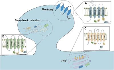 The role of s-palmitoylation in neurological diseases: implication for zDHHC family